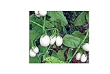 50x Speciale Seme Melanzana White Uova - Melanzana Seme Verdure K59 foto, miglior prezzo EUR 4,99 nuovo 2024