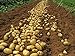Foto Bloom Green Co. 100pcs Riese & amp; Lila Kartoffelsamen Anti-Falten ErnÃ¤hrung GrÃ¼n GemÃ¼se fÃ¼r Home Garden Pflanz Seltene Kartoffelgartenpflanzen: 4