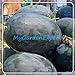 Foto Negro de la piel gigante Wantermelon Semillas 8pcs / bag Semillas de frutas rojas del corazón del melón de agua casera de las semillas del jardín DIY Bonsai