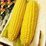 Auntwhale Super Sweet Corn Seeds 50G Installato foto, miglior prezzo EUR 12,99 nuovo 2024