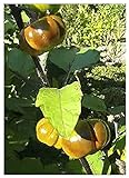 TROPICA - Melanzana rossa (Solanum aethiopicum) - 10 Semi- Africa foto, miglior prezzo EUR 3,50 nuovo 2024