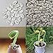 foto Portal Cool Semi 50Pcs decorazione vegetale Growing bonsai verdi semi Fagioli Pianta semi Wst 01