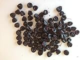 20 semi di mais nero Piante semi di ortaggi frutta Seeds foto, miglior prezzo EUR 3,50 nuovo 2024