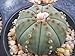 foto Astrophytum Asterias Nudun dollaro di sabbia cactus raro fiore di cactus di semi 30 semi