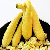 Zucchino giallo rugoso Friulano (Semente) foto, miglior prezzo EUR 1,10 nuovo 2024