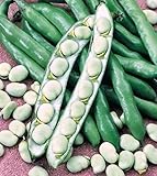 Shoopy Star Semi di zucca zucchine Beloplodny Bianco Verdura Organic Heirloom Russia Ucraina foto, miglior prezzo  nuovo 2024