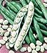 foto Shoopy Star Semi di zucca zucchine Beloplodny Bianco Verdura Organic Heirloom Russia Ucraina