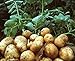 foto Pinkdose Rare semi Gaint patate non-OGM semi di frutta verdura Nutrizione verde cibo impianto esterno un regalo per giardino di casa 100 pc/bag: 4