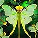 Foto Wekold Phalaenopsis Orchidee Samen - 100 Samen Bonsai Seltene Orchidee Blumensamen Indoor Garten