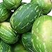 Foto Rießen Wassermelone 15 Korn (Rar) >>>Fruchtgewicht von 12 bis 16 kg<<<