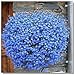 foto 400pcs! Famiglia perenne piante da giardino, fiore di lino blu fiori, piante in vaso sospeso, fiore blu semi di lino Hanging