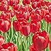 foto Kisshes Giardino - 100 Pezzi Bulbi di tulipano Semi di fiori Bulb Semi di fiori colorati Tulipani Bonsai Hardy Perenne
