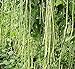 foto 10PCS cinese lungo fagioli Vigna unguiculata Semi lungo Fagiolo dall'occhio del serpente di fagioli biologici Piante semi commestibili Orto