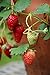 Foto Semillas de tentación de fresa - Fragaria ananassa - 60 semillas