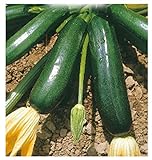 36 C.ca Semi Zucchino Nero Di Milano - Cucurbita Pepo In Confezione Originale Prodotto in Italia - Zucchine nere foto, miglior prezzo EUR 7,40 nuovo 2024