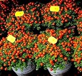 Semi di pomodoro ciliegio - Lycopersicon esculentum foto, miglior prezzo EUR 3,39 nuovo 2024