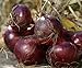 foto 100 semi di cipolla Cipolle giganti Eksibishen Organic russo Heirloom semi di verdure per giardino di casa 3