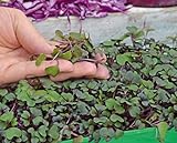 Microgreens - Cavolo rosso - foglie giovani dal gusto eccezionale - semi foto, miglior prezzo EUR 4,09 nuovo 2024
