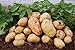 Foto Schlussverkauf! 100pcs Mini & Riese u lila Kartoffelsamen Anti-Falten Ernährung Grün Gemüse Für Hausgarten Pflanzkartoffelsamen - Arcis New