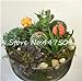 foto Pinkdose 100 Pz/Borsa Arcobaleno Mini Cactus Bonsai Piante grasse Rare Fioritura Interna Cactus Pianta Ornamenti da Giardino perenni Semillas De Flor: 13