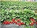Foto 100pcs vendedor caliente de la Red de escalada semillas de la fresa, semillas de frutas, Bonsai Semilla, envío libre Planta de tiesto