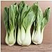 Foto Paket von 300 Samen, Pak Choi Weiß Stem Kohlsamen (Brassica rapa)