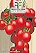foto 520 C.ca Semi Pomodoro A Grappoli D'Inverno Sel - Galatino - Solanum Lycopersicum In Confezione Originale Prodotto in Italia - Pomodori