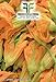 foto 40 C.ca Semi Zucchino da fiori - Cucurbita Pepo In Confezione Originale Prodotto in Italia - Zucchine da fiore