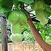 foto Ncient 30 Semi Sementi di Zucca Vegetale Organico Melone Raro Semi di Verdura Ortaggio per Orto Giardino Balcone Interni ed Esterni
