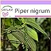 Foto SAFLAX - Pimienta - 20 semillas - Piper nigrum