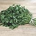 foto PLAT FIRM Germinazione I semi PLATFIRM-Levistico Levisticum Officinale Herb Facile Grow, 100 semi