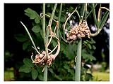Portal Cool 70 semi egiziano cipolla Allium Cepa viviparum