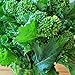 foto Portal Cool 4000 Seeds: Broccolo inizio autunno Raab Rapini 300-4000 Semi Microgreens Cavolo Giardino