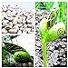 foto Pinkdose 10pcs / bag mini Giappone fagioli semi con parole scherza il regalo bonsai semi magici semplice pianta in vaso DIY casa e giardino ortaggi semi