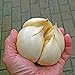foto 100pcs / bag acquatici multi-petali semi di aglio gigante verdura biologica Cucina bonsai condimento alimentare o pianta in vaso per la casa giardino 2
