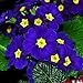 Foto Keland Garten - Nordamerika Duftend Blau Nachtkerze Saatgut Blumensamen Achtuhrsblume(Oenothera biennis) als essbare Salatdekoration, mehrjährig, geeignet für Garten, Terrasse, Balkon