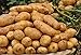 foto Pinkdose 100pcs Giant & amp; I semi di patate viola anti-rughe Nutrizione verde vegetale per il giardino domestico di semina di piante di patate giardino rare: 8