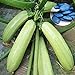 Foto Vistaric 100% wahre Cucurbita Pepo Kürbiskerne Bio Gemüse Zucchini Samen Für Hausgarten Bonsai Einfach Zu Wachsen 10 Samen