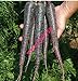 foto Pinkdose 500 pezzi nero carota Semi viola Sun carota Semi Heirloom semi di verdure per le piante giardino di casa