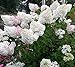 Foto Semillas de flores de hortensia 30Vanilla fresa para plantar en maceta o planta fácil de cultivar semillas de flores como bonsái para el jardín de