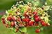 Foto Semillas de fresa fresa regina - Fragaria vesca - 320 semillas