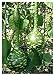 foto TROPICA - zucca - gigante (Cucurbita lagenaria) - 15 semi