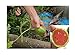 Foto 15x Mini Melonen Rot Sugar Baby Samen Obst Pflanze Rarität essbar #135