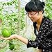 foto SEMI PLAT firm-20pcs mini semi di anguria verdura frutta e semi di anguria skgs balcone commestibile bonsai