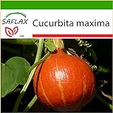 SAFLAX - Zucca di Hokkaido - 10 semi - Con substrato - Cucurbita maxima foto, miglior prezzo EUR 4,45 nuovo 2024