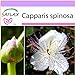 foto SAFLAX - Cappero - 25 semi - Capparis spinosa