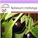 foto SAFLAX - Melanzana - 20 semi - Solanum melonga