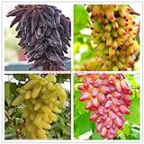Shoopy Star 1: 50 pz/borsa Raro semi d'uva a dita Frutta avanzata Crescita naturale uva Delicious foto, miglior prezzo  nuovo 2024