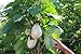 foto Portal Cool 30 semi Solanum torvum (Albero melanzane \ pomodoro)