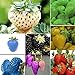 Foto Go Garden Amarillo: 100 piezas de fresa Escalada semillas de plantas de fresa fruta del jardÃ­n de las semillas en EE. UU.